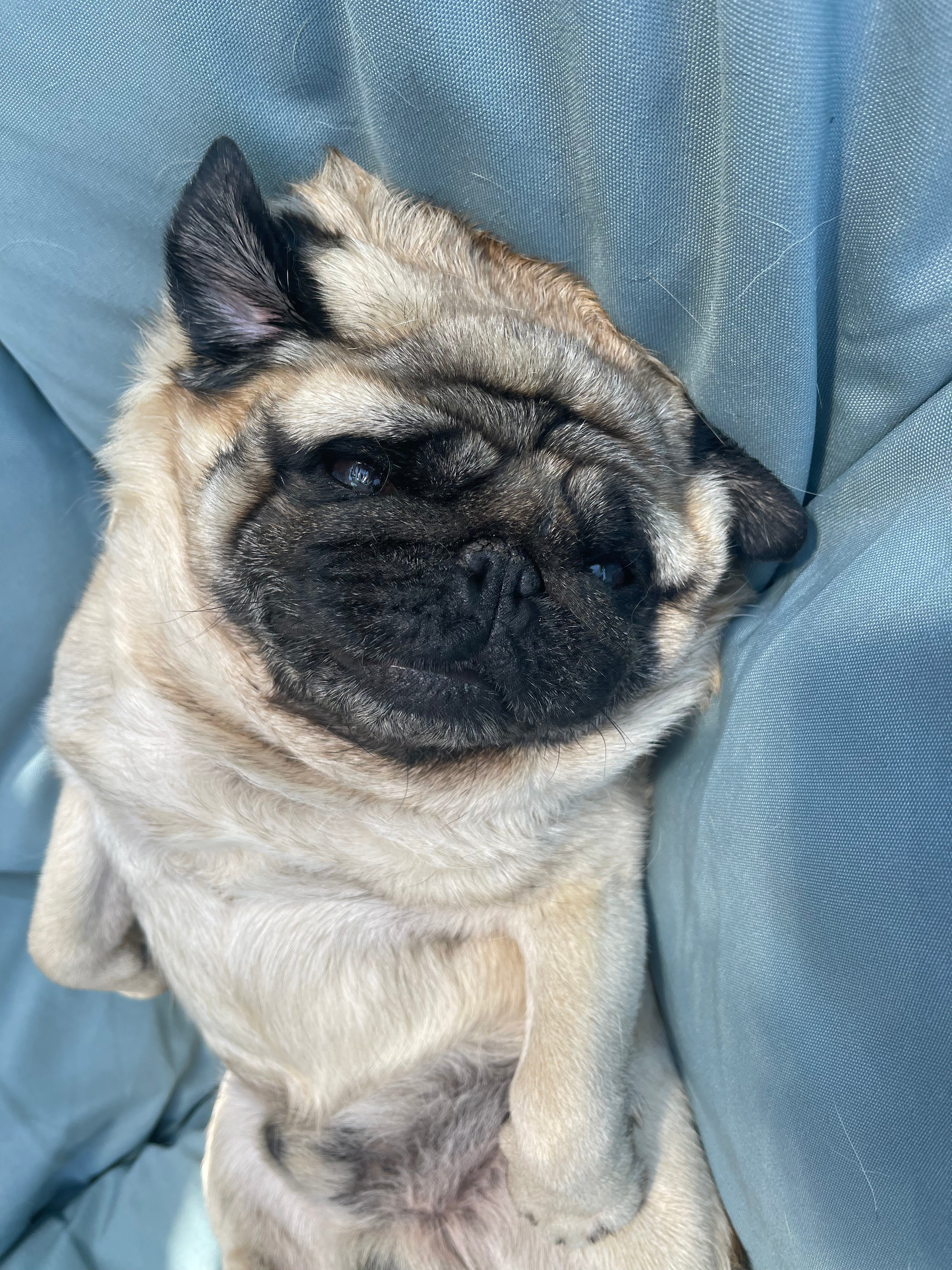 🐾 5 Tips to Keep Your Pug Healthy