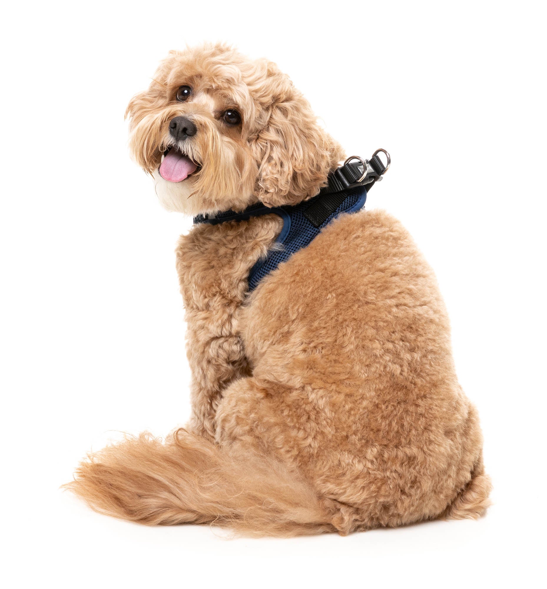 Marine – Step-In Dog Harness