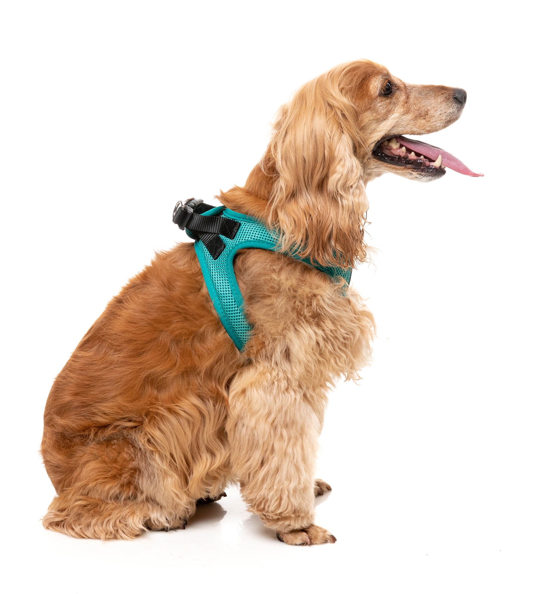 Lagoon – Step-In Dog Harness