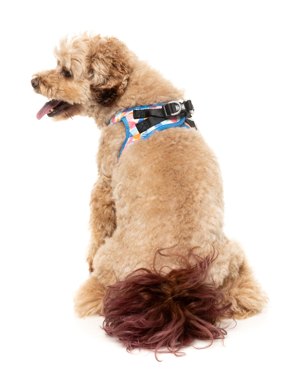 Fresh Zest - Step In Dog Harness