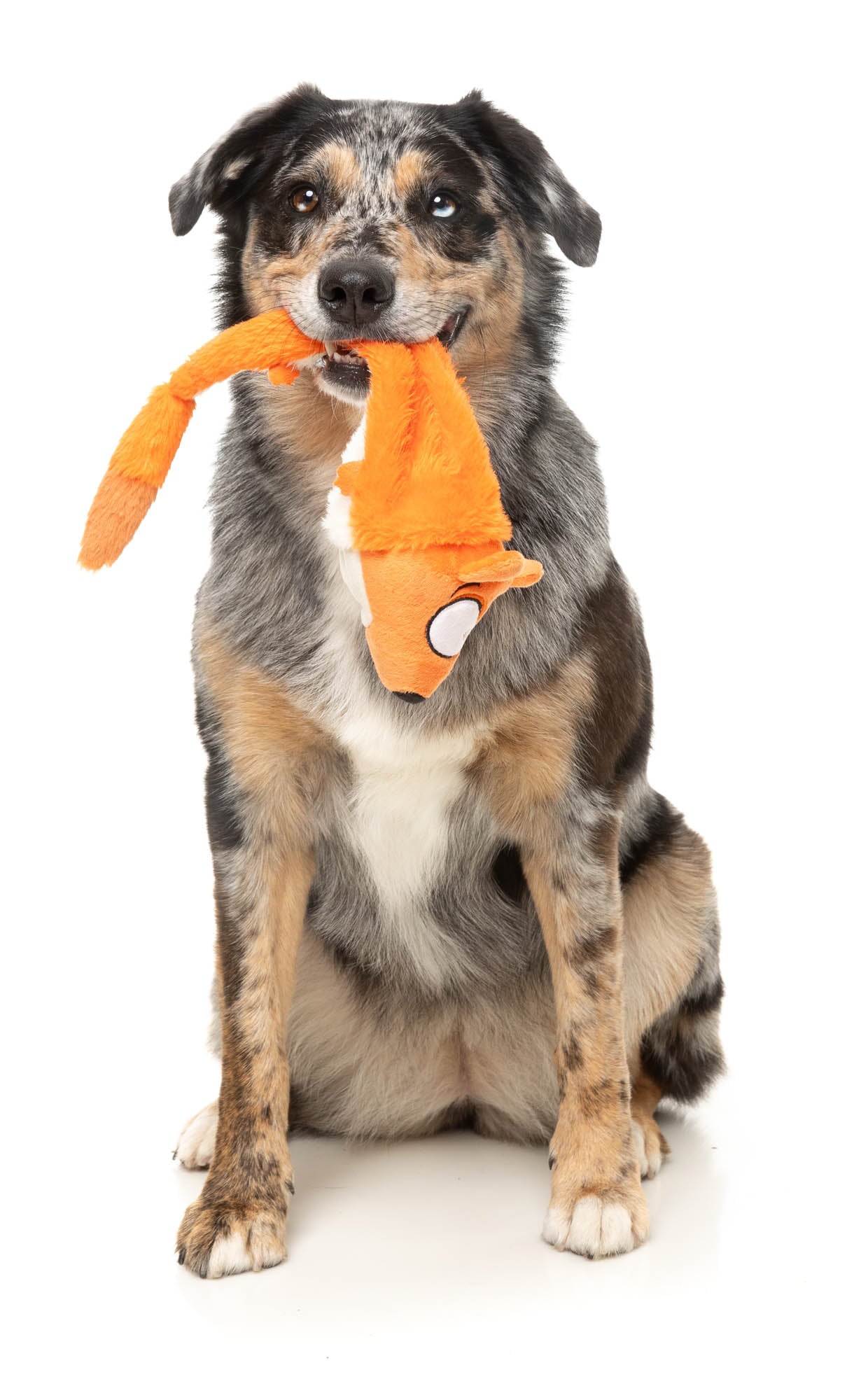 Farewell Fox - The Yeetz