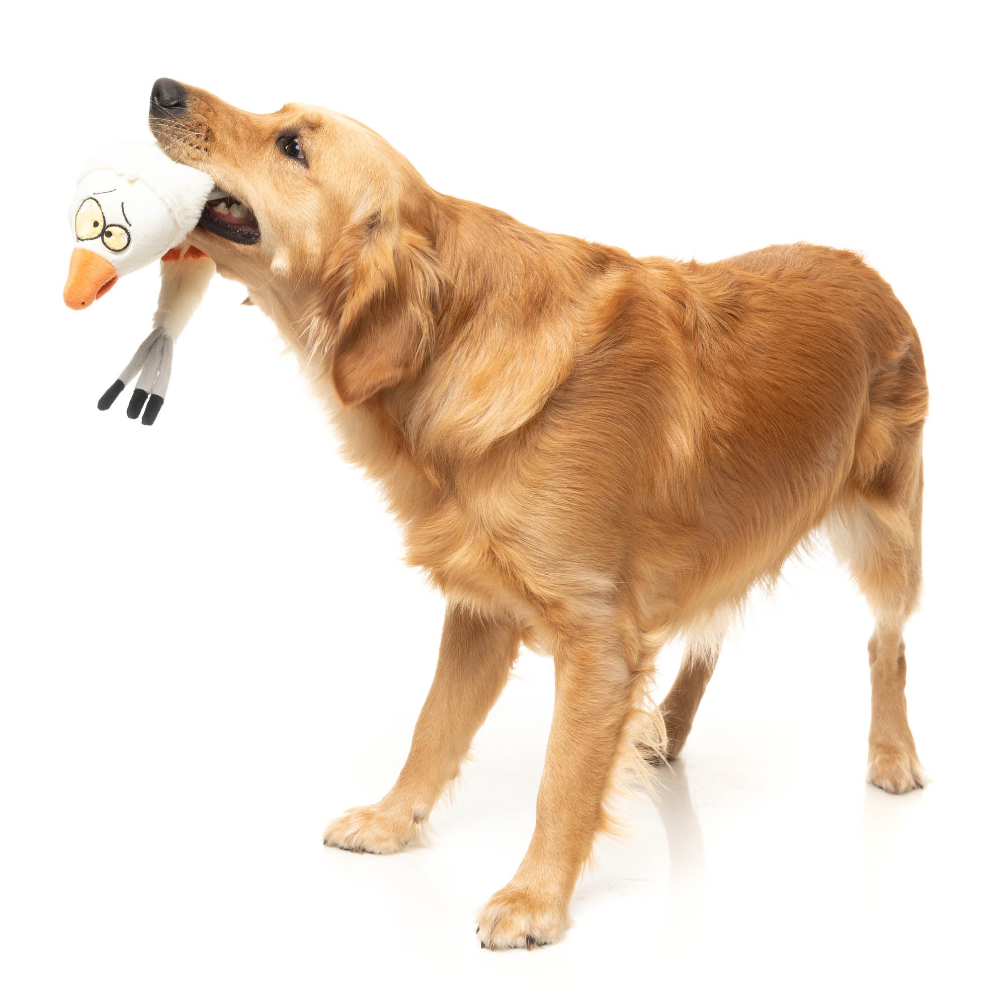 See-ya Seagull - The Yeetz