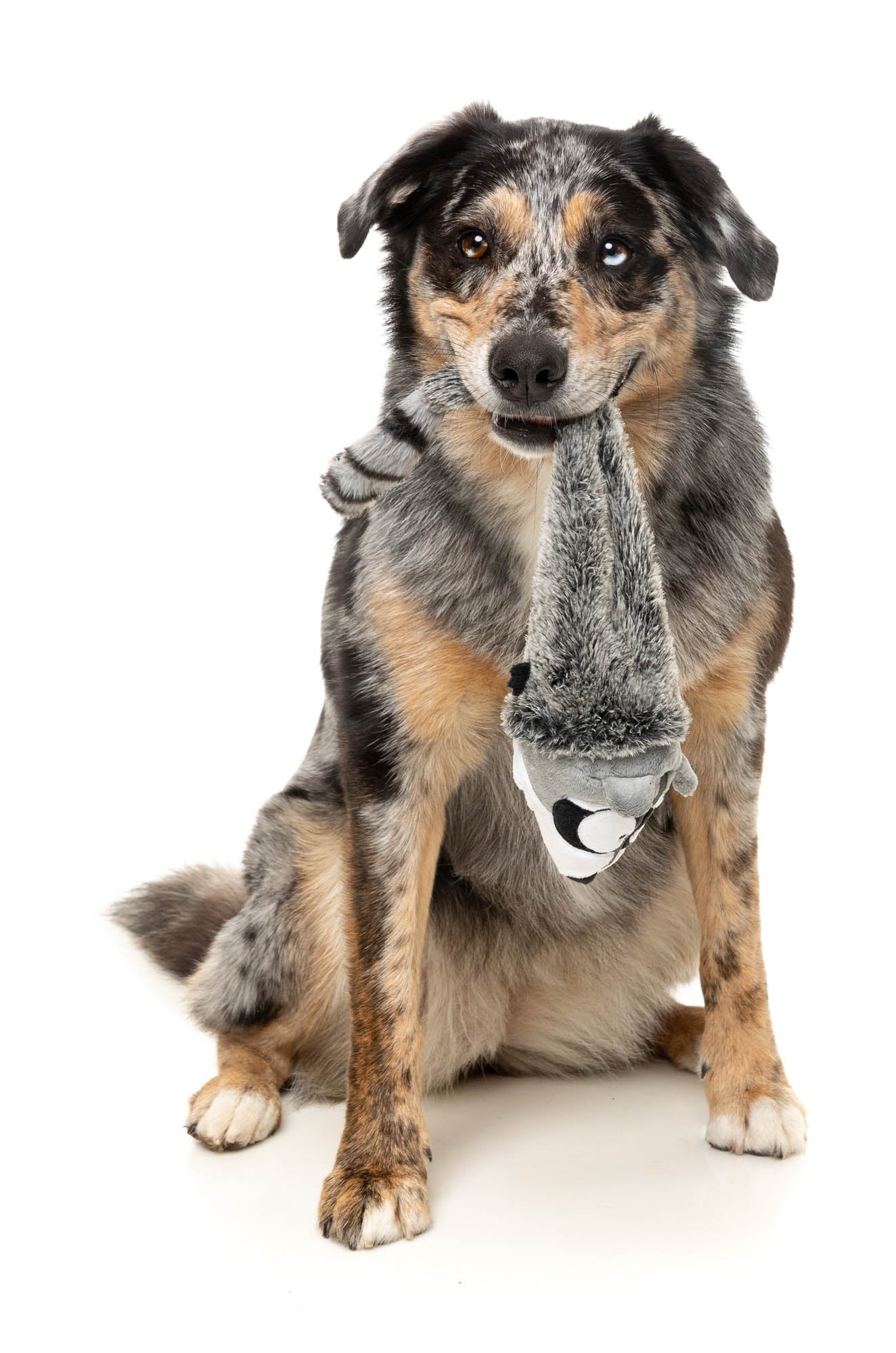 Run Along Raccoon - The Yeetz